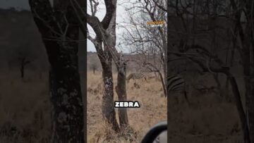 [ID: drCHM3NMhDU] Youtube Automatic